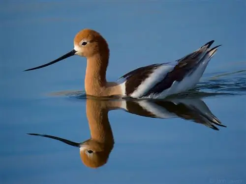 Американский Avocet ISO 640 f_8 1_3200s 600 мм Американский Avocet ISO 640 f_8 1_3200s 600 мм