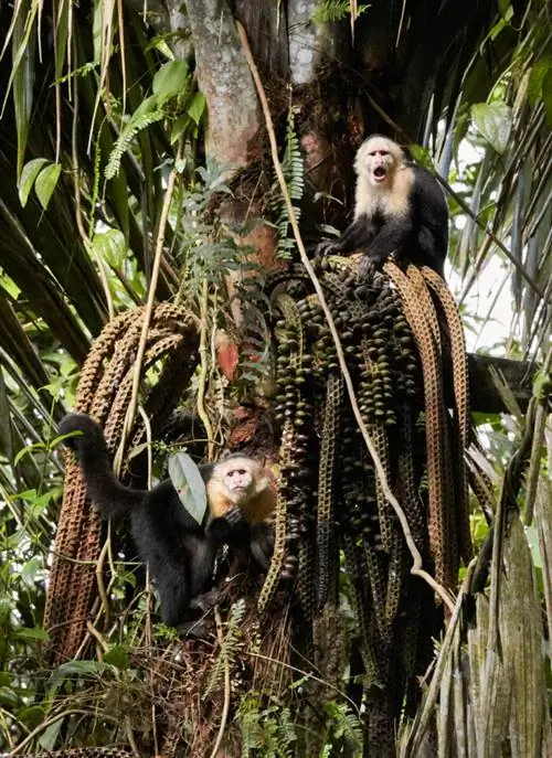 Образец изображения Canon EF 300mm f2.8L IS USM (3)