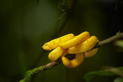 Образец изображения Canon EF 300mm f2.8L IS USM (5)