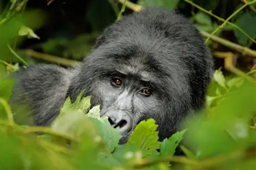2. Горная горилла, Уганда