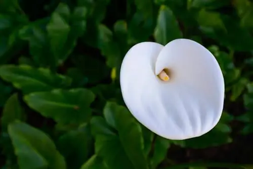 Образец Nikon 18-35 мм AF-S