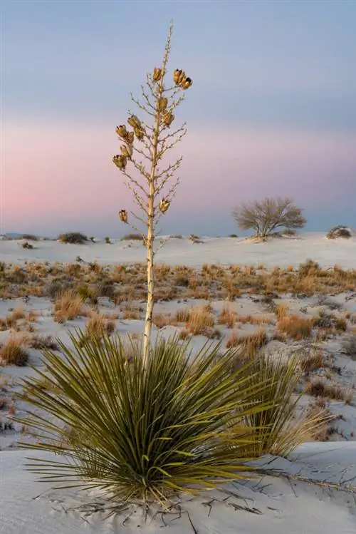 Образец изображения Nikon 24-70mm f2.8E VR (1)