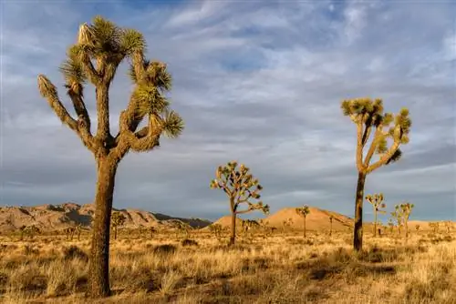 Образец изображения Nikon 24-70mm f2.8E VR (16)