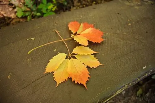 Nikon 28-300 мм, образец № 18