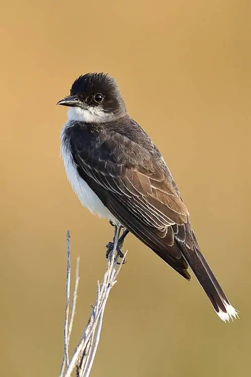 Образец изображения Nikon 300mm f/2.8G