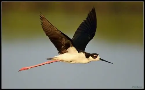 Ходуля с черной шеей