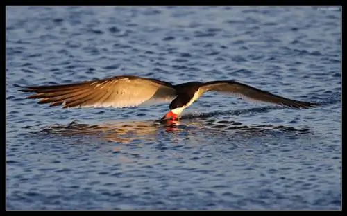 Черный скиммер