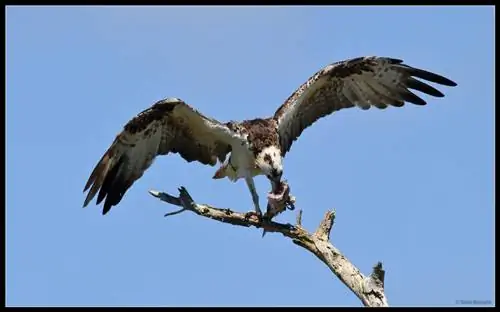 Скопа ест рыбу