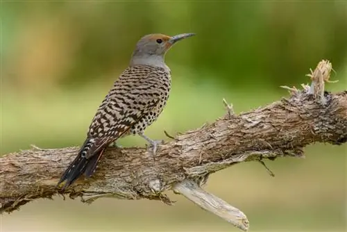 Примеры изображений Nikon 300mm f4E FL VR (8)