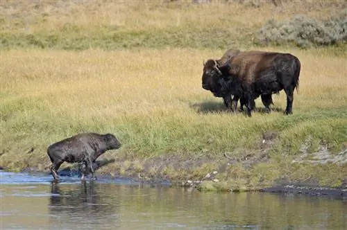 Образец № 15