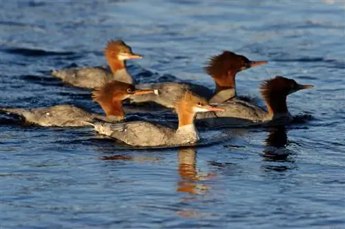 Образец № 11