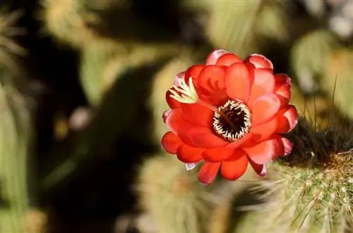 Nikon 40mm f/2.8, образец № 12