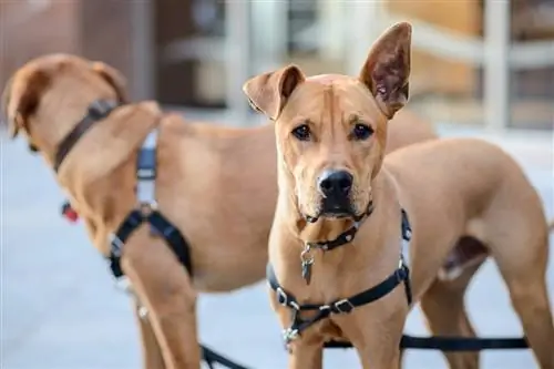 Образцы изображений Nikon D800 (9)