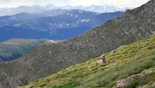 Образец Sigma 120-300mm f/2.8 DG OS HSM (19)