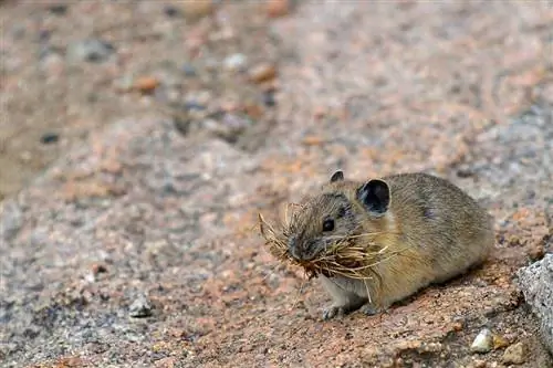 Образец Sigma 120-300mm f/2.8 DG OS HSM (22)