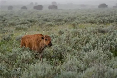 Образец Sigma 120-300mm f/2.8 DG OS HSM (6)