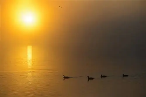 Образец Sigma 120-300mm f/2.8 DG OS HSM (7)