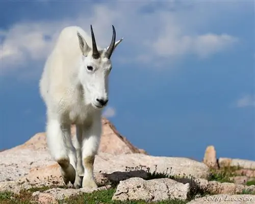 Образец Sigma 120-300mm f/2.8 DG OS HSM (2)