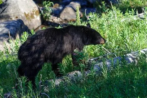 Образец Sigma 120-300mm f/2.8 DG OS HSM (9)