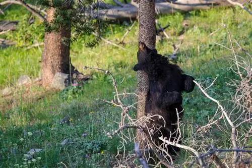 Образец Sigma 120-300mm f/2.8 DG OS HSM (12)