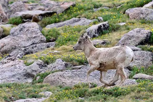 Образец Sigma 120-300mm f/2.8 DG OS HSM (17)