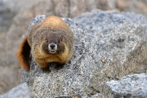 Образец Sigma 120-300mm f/2.8 DG OS HSM (18)