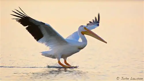 Американский белый пеликан