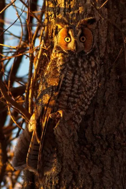 2. Ушастая сова