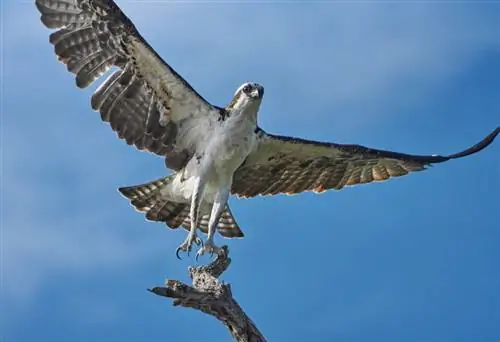 6. Оспри, Мексика