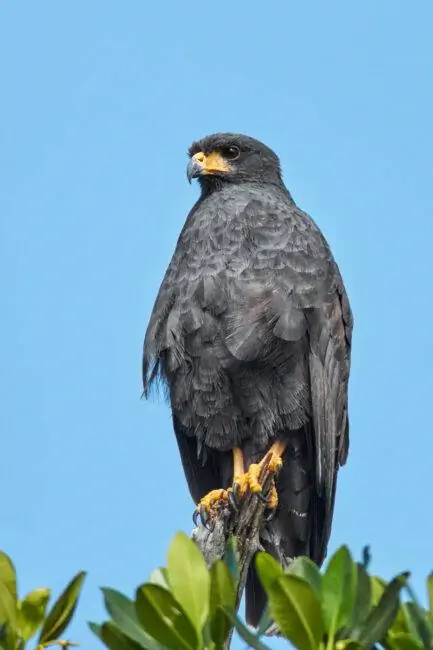 7. Блэк-Хок, Мексика