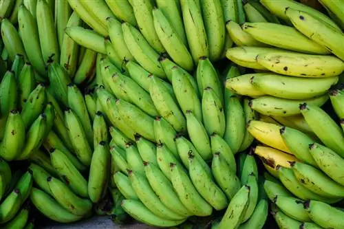 Пример изображения Zeiss Loxia 50mm f2 (22)