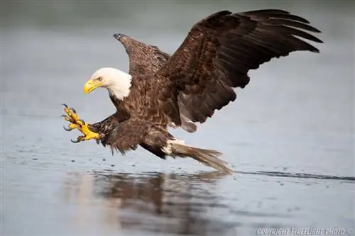 Поза захвата белоголового орлана