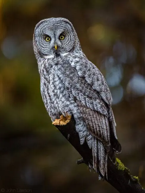 Образец изображения Nikon 600mm f/4G ED VR №1