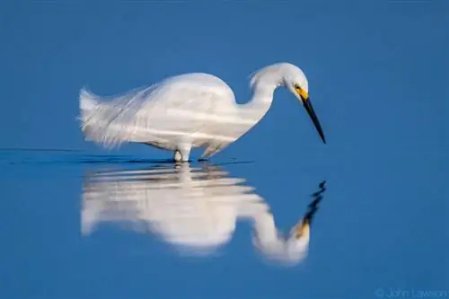 Образец изображения Nikon 600mm f/4G ED VR № 3