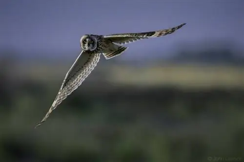 Образец изображения Nikon 600mm f/4G ED VR № 5