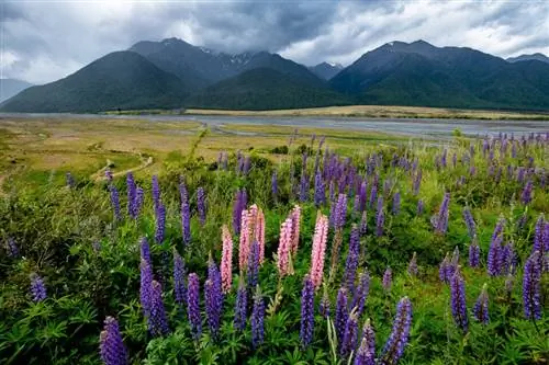 Образцы изображений Fuji X-T2 (3)