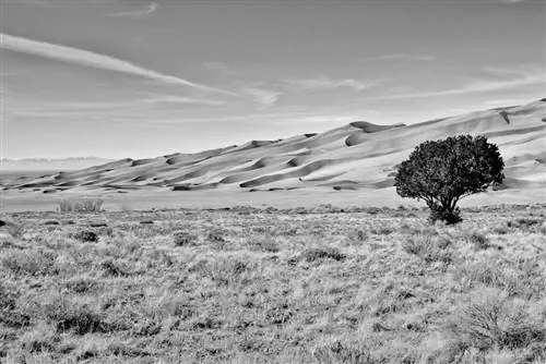 Дерево песчаных дюн