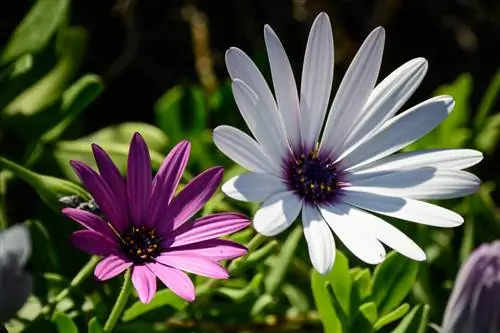 Образец Nikon D7100 (27)