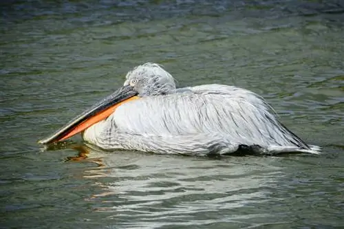 Образец Nikon D7100 (33)