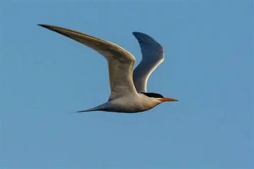 Образец Nikon D7100 (10)