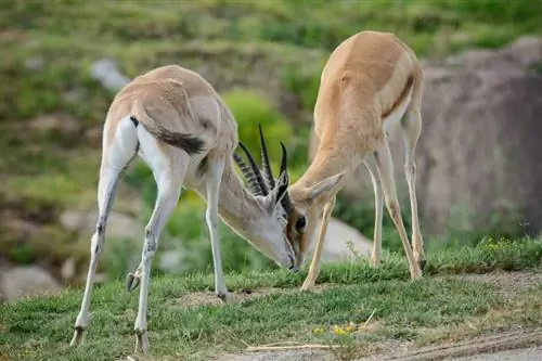 Образец Nikon 80-400 мм AF-S VR