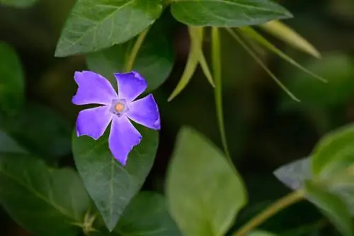 Образец Nikon 80-400mm f/4,5-5,6G VR