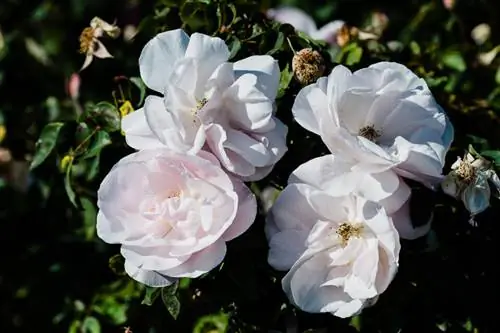 Образец Nikon 80-400 мм (1)