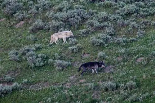 Черные и белые волки