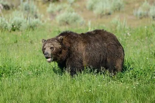 Медведь гризли
