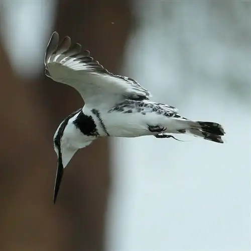 Пример изображения Canon EF 200-400mm f4L IS USM Extender 1,4x (10)
