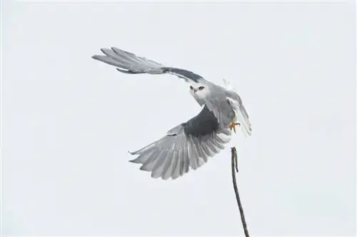Пример изображения Canon EF 200-400mm f4L IS USM Extender 1,4x (11)