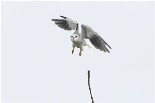 Пример изображения Canon EF 200-400mm f4L IS USM Extender 1,4x (12)