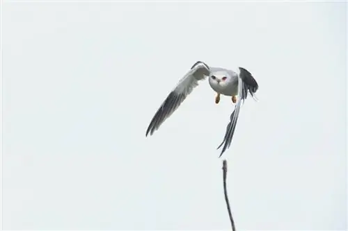 Пример изображения Canon EF 200-400mm f4L IS USM Extender 1,4x (13)
