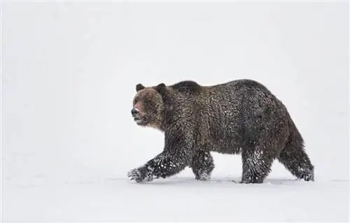 Пример изображения Canon EF 200-400mm f4L IS USM Extender 1,4x (4)
